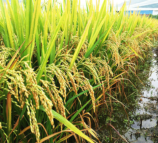 株兩優(yōu)6108-水稻種子-天涯種業(yè)