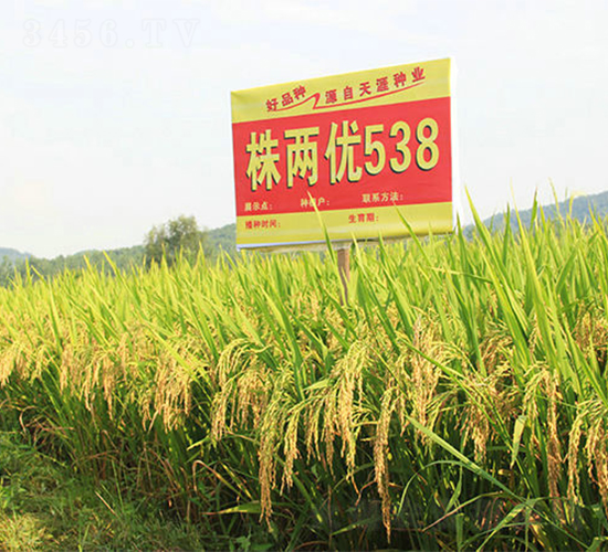 株兩優(yōu)538-水稻種子-天涯種業(yè)