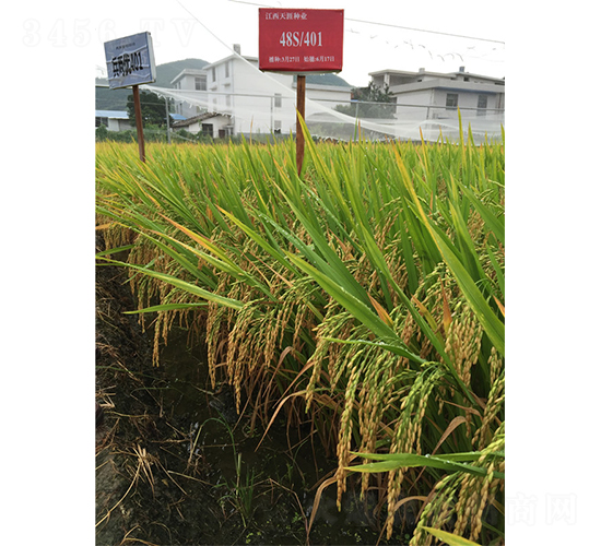 兵兩優(yōu)401-水稻種子-天涯種業(yè)
