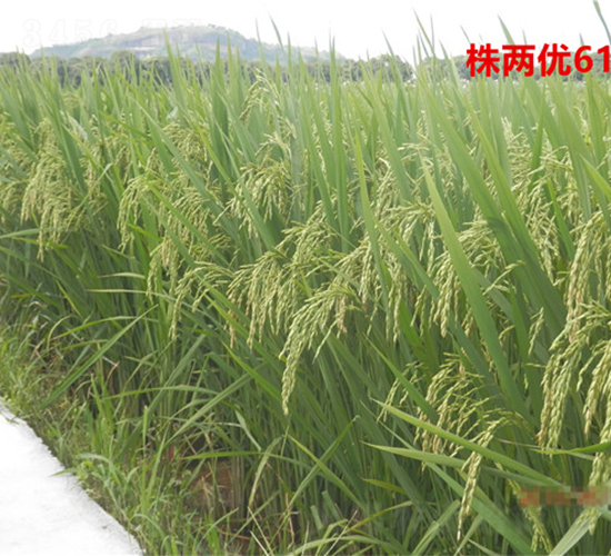 ��Ƀ�(y��u)6108-�絾�N��-���ķN�I(y��)