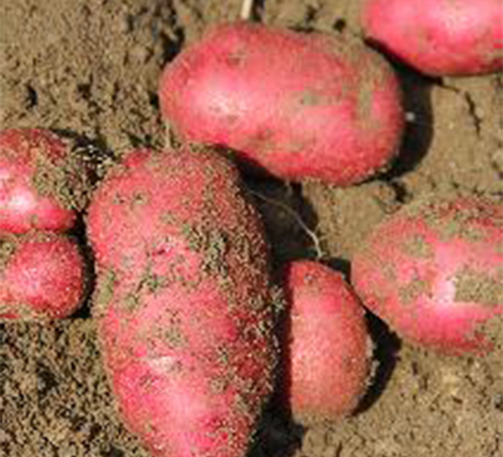 紅玫瑰-土豆種子-希森