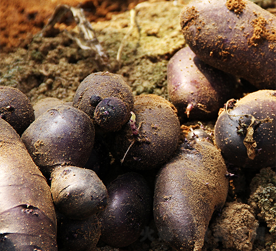 希森7號-土豆種子-希森