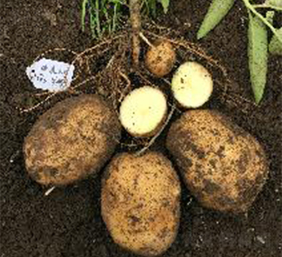 希森5號(hào)-土豆種子-希森