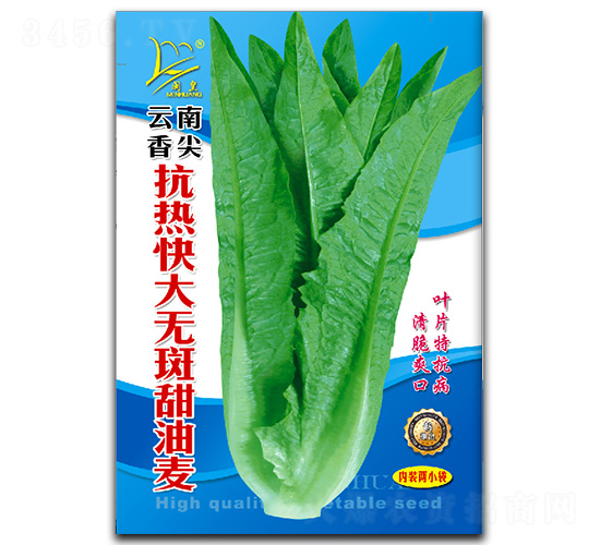 云南香尖-油麥菜種子-閩皇種業(yè)