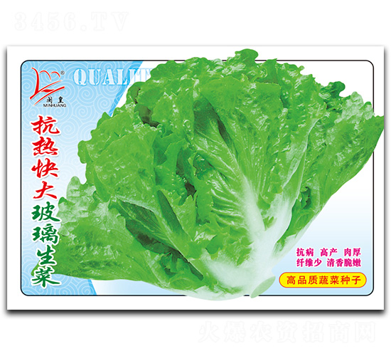 抗熱快大玻璃生菜-生菜種子-閩皇種業(yè)