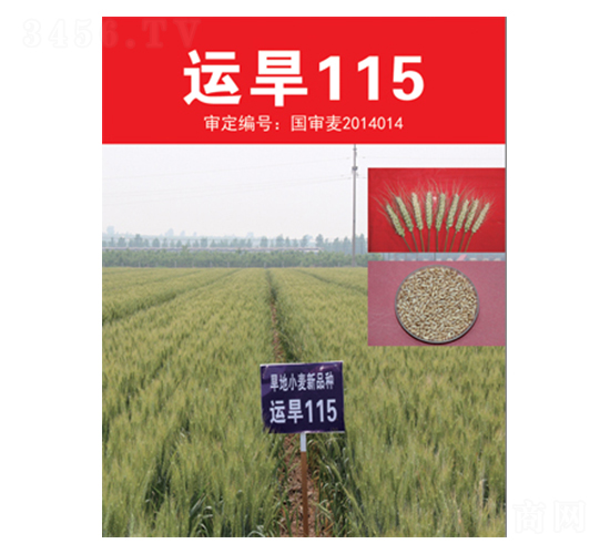 運(yùn)旱115-小麥種子-三聯(lián)