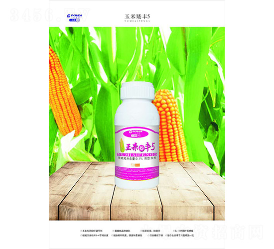 玉米矮豐5-一加易