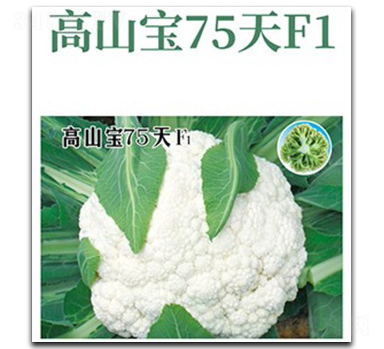 ��ɽ��75��-��Ҭ�˷N��-���d