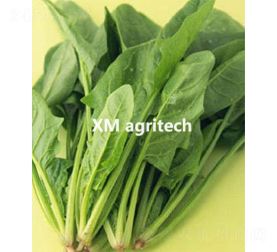 綠菠-菠菜種子-夏農(nóng)農(nóng)業(yè)