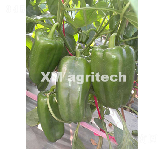 夢(mèng)露-辣椒種子-夏農(nóng)農(nóng)業(yè)