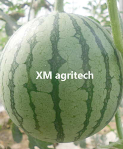 金華-西瓜種子-夏農農業(yè)