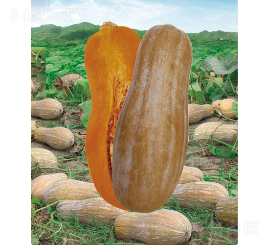 �����۱��Ϲ�980F1-�ϹϷN��-�V�݁���