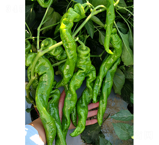 隴椒626-辣椒種子-廣州亞蔬