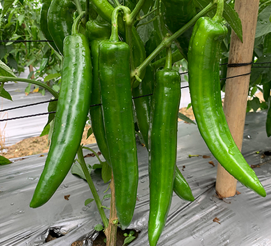 大果青椒-辣椒種子-廣州亞蔬