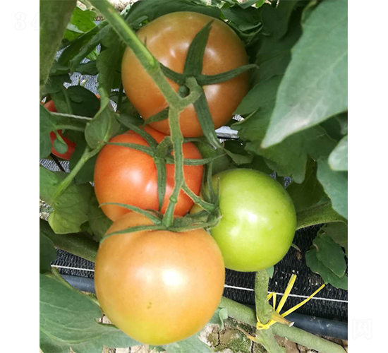 大圣大果900-番茄種子-廣州亞蔬