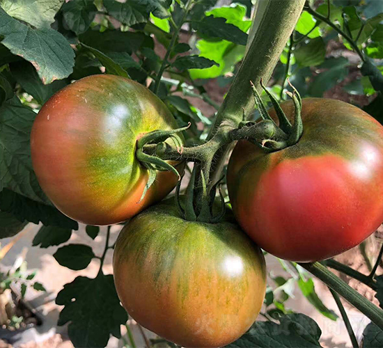 ����12̖(h��o)-���ѷN��-�V�݁���