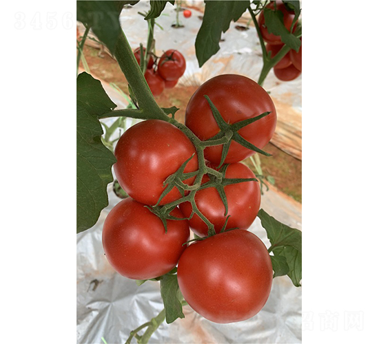 南德（1904大紅果）-番茄種子-廣州亞蔬