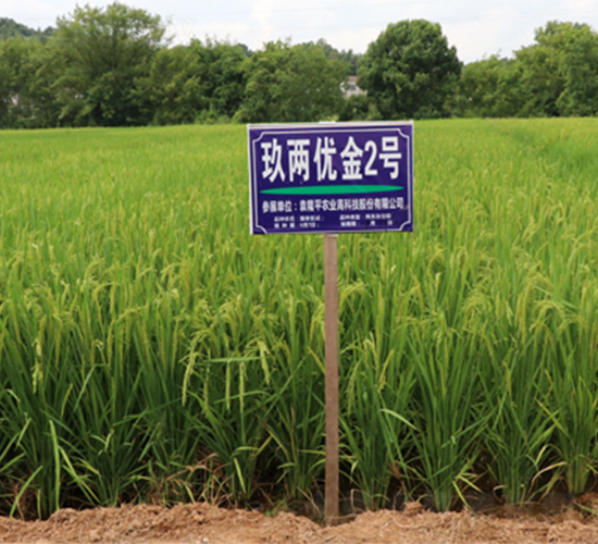 玖兩優(yōu)金2號(hào)-水稻種子-隆平種業(yè)
