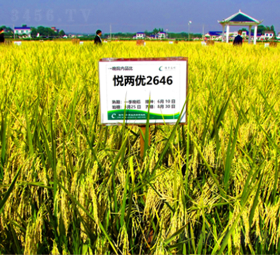 悅兩優(yōu)2646-水稻種子-隆平種業(yè)
