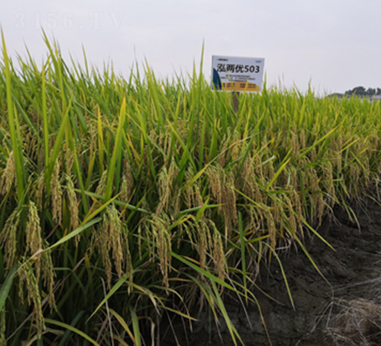 泓兩優(yōu)503-水稻種子-隆平種業(yè)