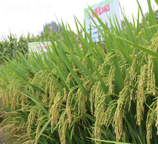 隆兩優(yōu)3463-水稻種子-隆平種業(yè)