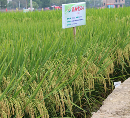晶兩優(yōu)534-水稻種子-隆平種業(yè)