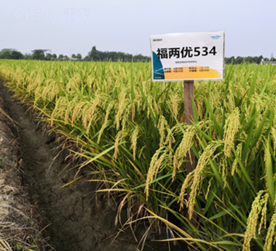 福兩優(yōu)534-水稻種子-隆平種業(yè)