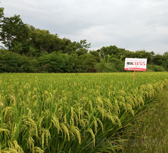 ¡��(y��u)3155-ˮ���N��-¡ƽ�N�I(y��)