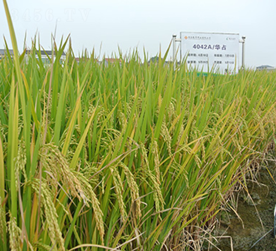 領(lǐng)優(yōu)華占-水稻種子-隆平種業(yè)