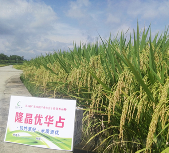 隆晶優(yōu)華占-水稻種子-隆平種業(yè)