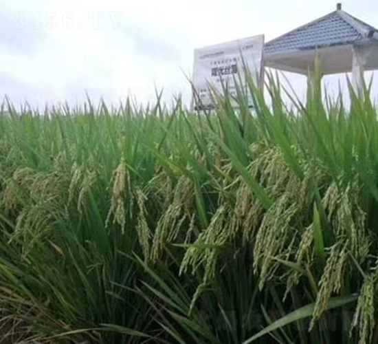 隆優(yōu)絲苗-水稻種子-隆平種業(yè)