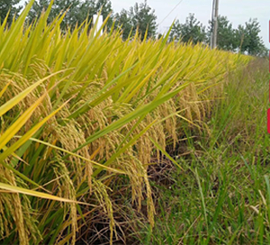 亮兩優(yōu)534-水稻種子-隆平種業(yè)