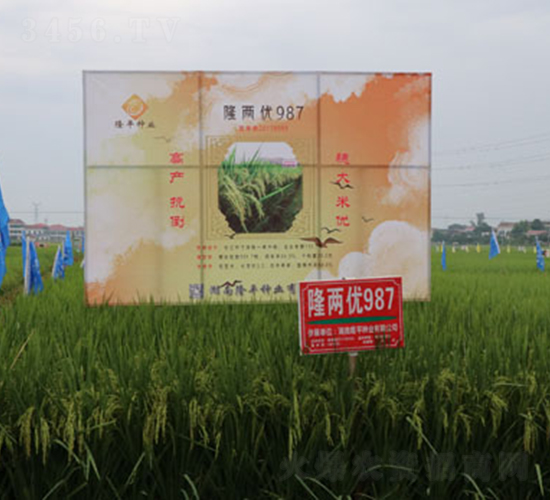 隆兩優(yōu)987-水稻種子-隆平種業(yè)