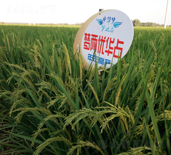 夢兩優(yōu)華占-水稻種子-隆平種業(yè)