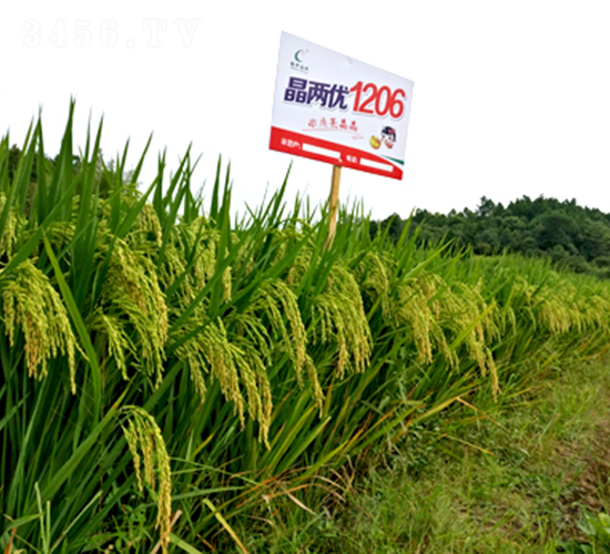 晶兩優(yōu)1206-水稻種子-隆平種業(yè)