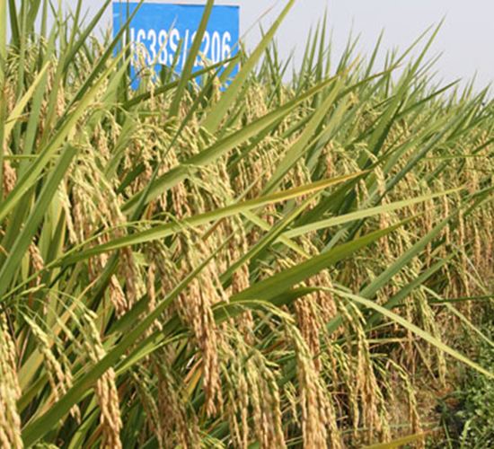 隆兩優(yōu)1206-水稻種子-隆平種業(yè)