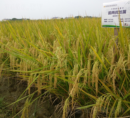 韻兩優(yōu)絲苗-水稻種子-隆平種業(yè)