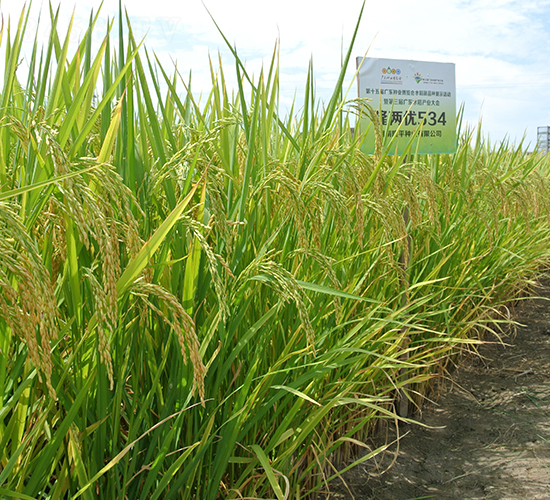 隆兩優(yōu)534-水稻種子-隆平種業(yè)
