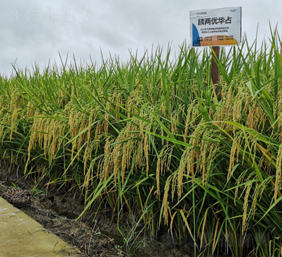 麟兩優(yōu)華占-水稻種子-隆平種業(yè)