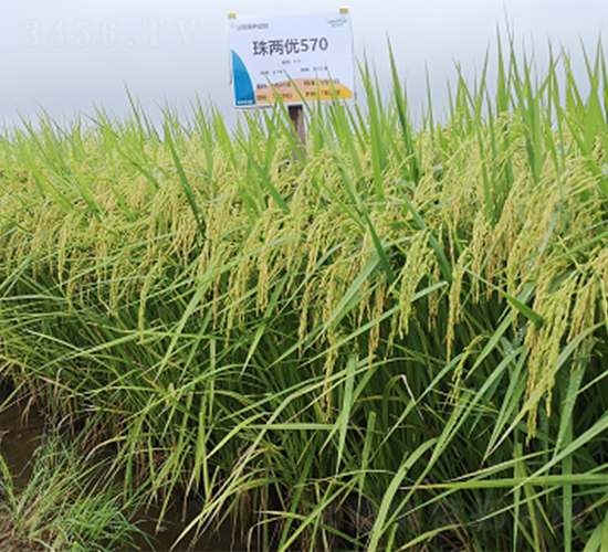 珠兩優(yōu)570-水稻種子-隆平種業(yè)
