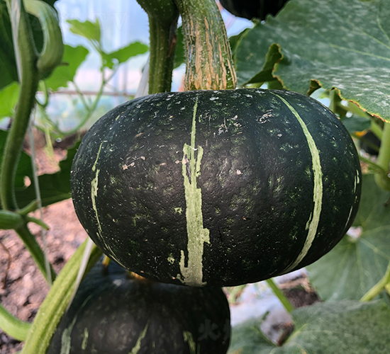 ����˹-�ϹϷN��-���S�N�I(y��)