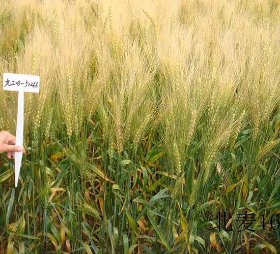 北麥16-小麥種子-墾豐種業(yè)