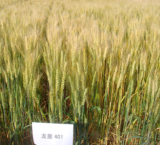 龍墾401-小麥種子-墾豐種業(yè)