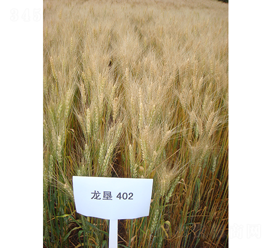 ����402-С���N��-���S�N�I(y��)