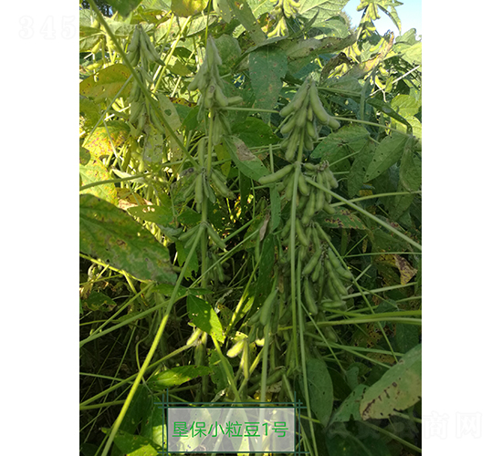 墾保小粒豆1號(hào)-大豆種子-墾豐種業(yè)