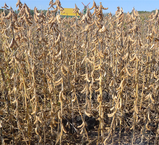 墾豆25-大豆種子-墾豐種業(yè)