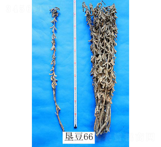 墾豆66-大豆種子-墾豐種業(yè)