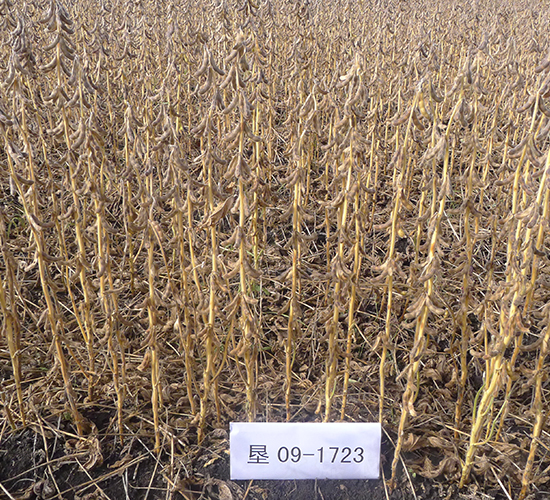 墾豆58-大豆種子-墾豐種業(yè)