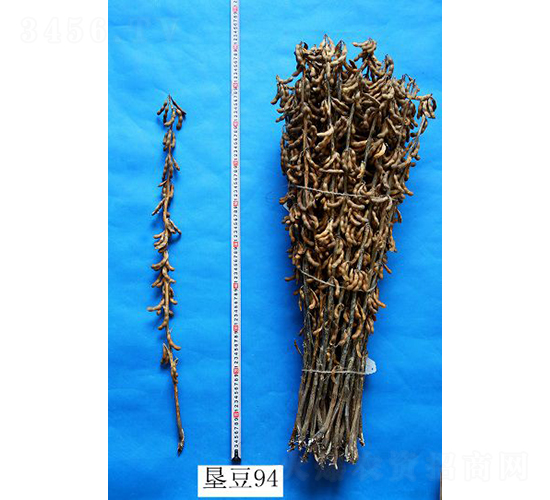 墾豆94-大豆種子-墾豐種業(yè)