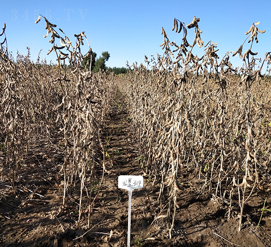 龍墾314-大豆種子-墾豐種業(yè)